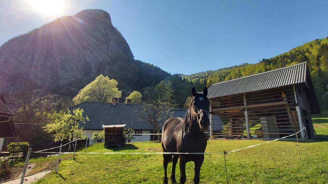 Apartmaji Pekovec Bohinj Buitenkant foto
